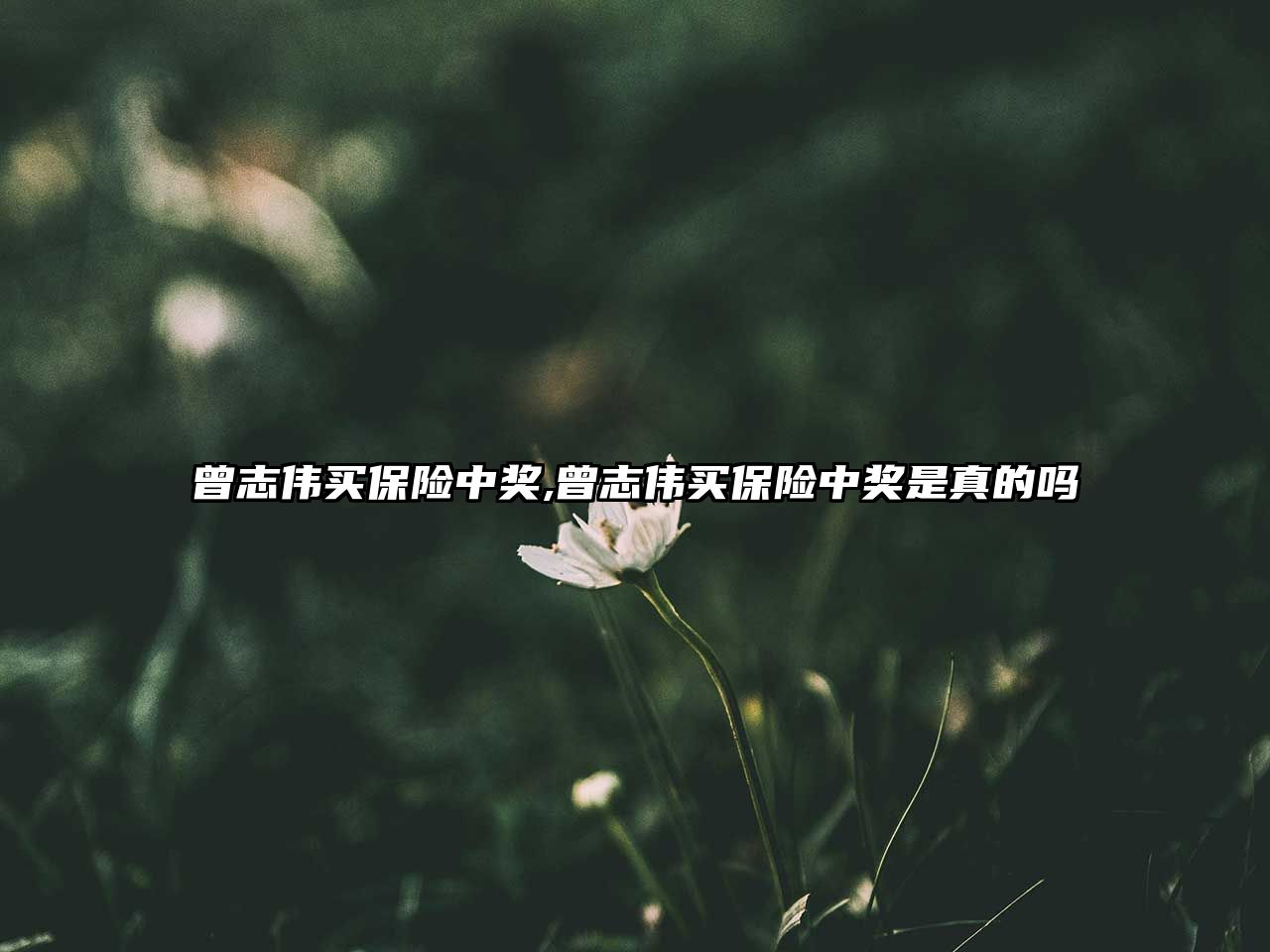 曾志偉買(mǎi)保險(xiǎn)中獎(jiǎng),曾志偉買(mǎi)保險(xiǎn)中獎(jiǎng)是真的嗎